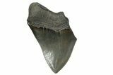 Partial Fossil Megalodon Tooth - Serrated Blade #338806-1